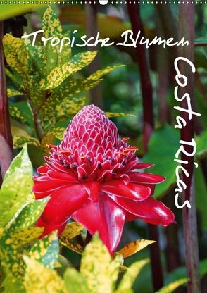 Tropische Blumen Costa Ricas (Wandkalender 2018 DIN A2 hoch) von M.Polok