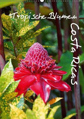 Tropische Blumen Costa Ricas (Wandkalender 2019 DIN A2 hoch) von M.Polok