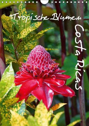 Tropische Blumen Costa Ricas (Wandkalender 2019 DIN A4 hoch) von M.Polok