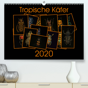 Tropische Käfer (Premium, hochwertiger DIN A2 Wandkalender 2020, Kunstdruck in Hochglanz) von Körner,  Burkhard