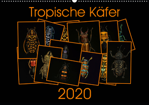 Tropische Käfer (Wandkalender 2020 DIN A2 quer) von Körner,  Burkhard