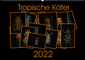 Tropische Käfer (Wandkalender 2022 DIN A2 quer) von Körner,  Burkhard
