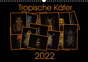 Tropische Käfer (Wandkalender 2022 DIN A3 quer) von Körner,  Burkhard