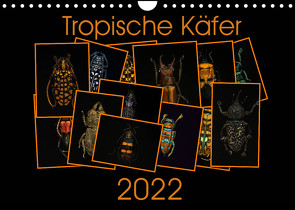 Tropische Käfer (Wandkalender 2022 DIN A4 quer) von Körner,  Burkhard