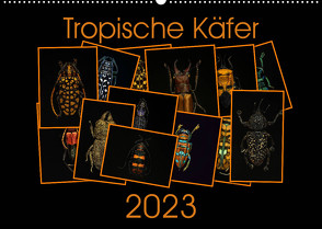 Tropische Käfer (Wandkalender 2023 DIN A2 quer) von Körner,  Burkhard