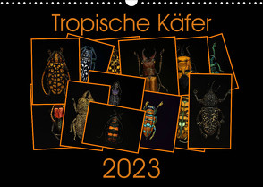 Tropische Käfer (Wandkalender 2023 DIN A3 quer) von Körner,  Burkhard