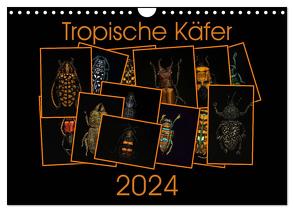 Tropische Käfer (Wandkalender 2024 DIN A4 quer), CALVENDO Monatskalender von Körner,  Burkhard