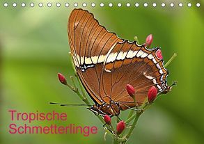 Tropische Schmetterlinge (Tischkalender 2018 DIN A5 quer) von Klatt,  Arno