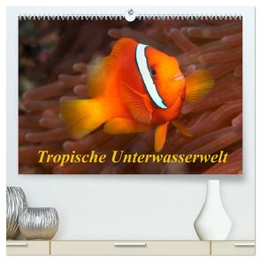 Tropische Unterwasserwelt (hochwertiger Premium Wandkalender 2024 DIN A2 quer), Kunstdruck in Hochglanz von Rauchenwald,  Martin
