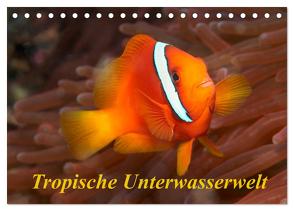 Tropische Unterwasserwelt (Tischkalender 2024 DIN A5 quer), CALVENDO Monatskalender von Rauchenwald,  Martin