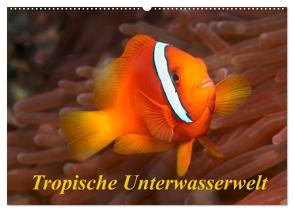 Tropische Unterwasserwelt (Wandkalender 2024 DIN A2 quer), CALVENDO Monatskalender von Rauchenwald,  Martin