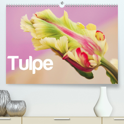 Tulpe (Premium, hochwertiger DIN A2 Wandkalender 2021, Kunstdruck in Hochglanz) von JUSTART