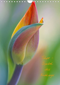Tulpe – Symbol des Frühlings (Wandkalender 2022 DIN A4 hoch) von Kuhlmann,  Marita
