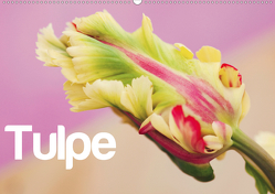 Tulpe (Wandkalender 2021 DIN A2 quer) von JUSTART