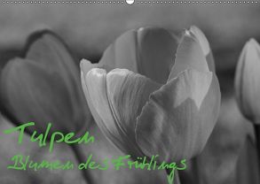 Tulpen – Blumen des Frühlings (Wandkalender 2019 DIN A2 quer) von Reuke,  Sabine