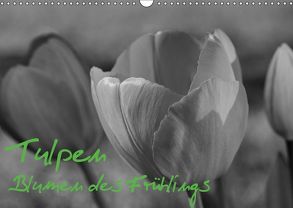 Tulpen – Blumen des Frühlings (Wandkalender 2019 DIN A3 quer) von Reuke,  Sabine