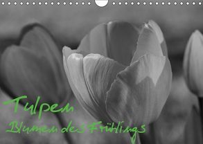 Tulpen – Blumen des Frühlings (Wandkalender 2019 DIN A4 quer) von Reuke,  Sabine