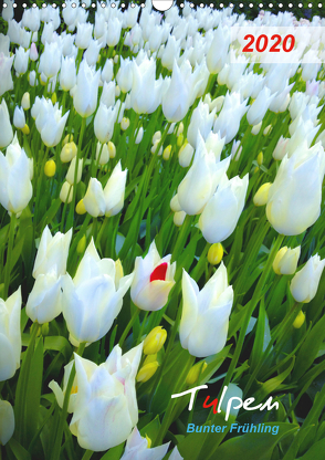 Tulpen. Bunter Frühling (Wandkalender 2020 DIN A3 hoch) von Kareva,  Eugeniya