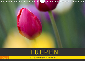 Tulpen – die bunte Vielfalt (Wandkalender 2022 DIN A4 quer) von Schürholz,  Peter