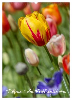 Tulpen – die Frühlingsblume (Wandkalender 2024 DIN A2 hoch), CALVENDO Monatskalender von Immephotography,  Immephotography