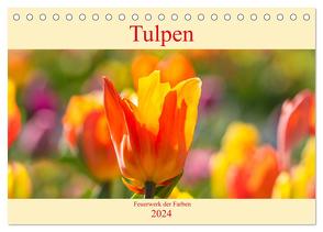 Tulpen – Feuerwerk der Farben (Tischkalender 2024 DIN A5 quer), CALVENDO Monatskalender von Scheurer,  Monika