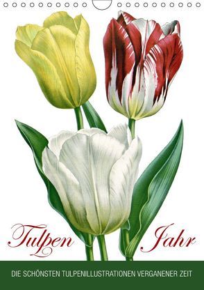 Tulpen – Jahr (Wandkalender 2019 DIN A4 hoch) von bilwissedition.com Layout: Babette Reek,  Bilder:
