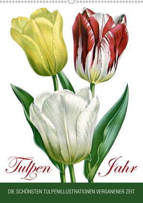 Tulpen – Jahr (Wandkalender 2021 DIN A2 hoch) von bilwissedition.com Layout: Babette Reek,  Bilder: