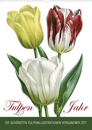 Tulpen – Jahr (Wandkalender 2023 DIN A2 hoch) von bilwissedition.com Layout: Babette Reek,  Bilder: