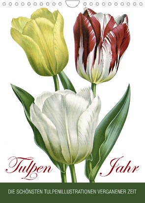 Tulpen – Jahr (Wandkalender 2023 DIN A4 hoch) von bilwissedition.com Layout: Babette Reek,  Bilder: