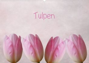 Tulpen (Posterbuch DIN A2 quer) von Otto,  Anja