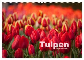 Tulpen (Wandkalender 2024 DIN A2 quer), CALVENDO Monatskalender von Schickert,  Peter