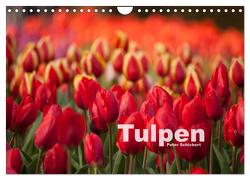 Tulpen (Wandkalender 2024 DIN A4 quer), CALVENDO Monatskalender von Schickert,  Peter