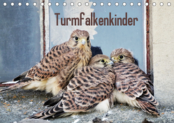 Turmfalkenkinder (Tischkalender 2019 DIN A5 quer) von Grabow,  Ulrike