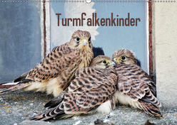 Turmfalkenkinder (Wandkalender 2019 DIN A2 quer) von Grabow,  Ulrike