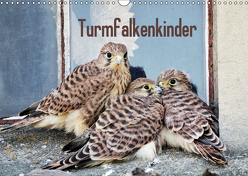 Turmfalkenkinder (Wandkalender 2019 DIN A3 quer) von Grabow,  Ulrike