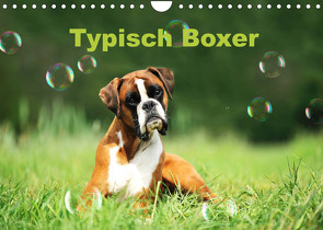 Typisch Boxer (Wandkalender 2022 DIN A4 quer) von Janetzek,  Yvonne