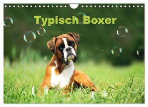 Typisch Boxer (Wandkalender 2024 DIN A4 quer), CALVENDO Monatskalender von Janetzek,  Yvonne