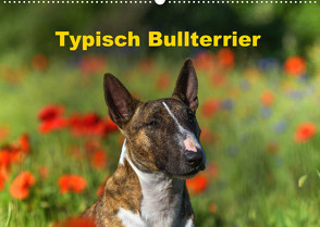 Typisch Bullterrier (Wandkalender 2022 DIN A2 quer) von Janetzek,  Yvonne