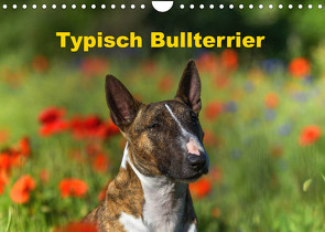 Typisch Bullterrier (Wandkalender 2022 DIN A4 quer) von Janetzek,  Yvonne