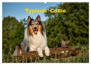 Typisch Collie (Wandkalender 2024 DIN A2 quer), CALVENDO Monatskalender von Janetzek,  Yvonne