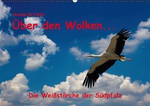 Über den Wolken – Die Weißstörche der Südpfalz (Wandkalender immerwährend DIN A2 quer) von Di Chito,  Ursula