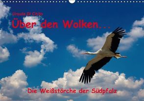 Über den Wolken – Die Weißstörche der Südpfalz (Wandkalender immerwährend DIN A3 quer) von Di Chito,  Ursula