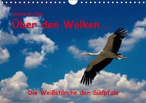 Über den Wolken – Die Weißstörche der Südpfalz (Wandkalender immerwährend DIN A4 quer) von Di Chito,  Ursula