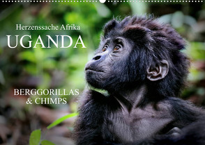 UGANDA – Berggorillas & Chimps (Wandkalender 2023 DIN A2 quer) von Woyke,  Wibke