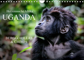 UGANDA – Berggorillas & Chimps (Wandkalender 2023 DIN A4 quer) von Woyke,  Wibke