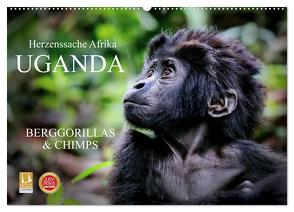 UGANDA – Berggorillas & Chimps (Wandkalender 2024 DIN A2 quer), CALVENDO Monatskalender von Woyke,  Wibke
