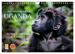 UGANDA – Berggorillas & Chimps (Wandkalender 2024 DIN A4 quer), CALVENDO Monatskalender von Woyke,  Wibke