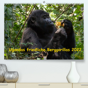 Ugandas friedliche Berggorillas (Premium, hochwertiger DIN A2 Wandkalender 2022, Kunstdruck in Hochglanz) von Krause,  Johanna