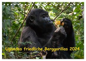 Ugandas friedliche Berggorillas (Tischkalender 2024 DIN A5 quer), CALVENDO Monatskalender von Krause,  Johanna