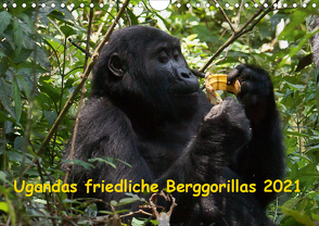 Ugandas friedliche Berggorillas (Wandkalender 2021 DIN A4 quer) von Krause,  Johanna